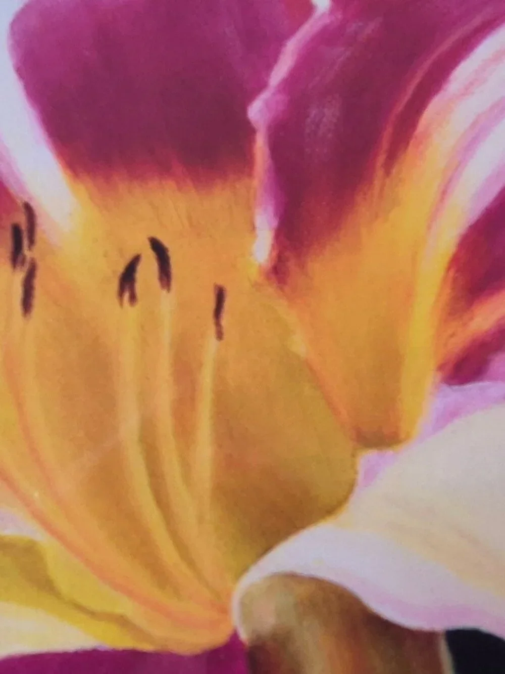 N/A brilliant floral